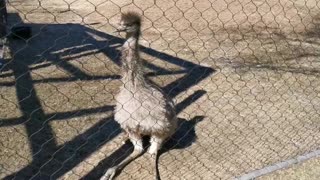 The boring Ostrich