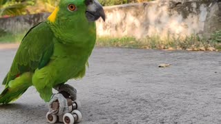 Parrot Shows Off Roller-Skating Skills