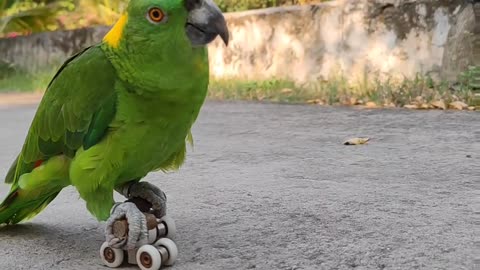 Parrot Shows Off Roller-Skating Skills