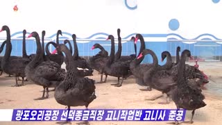 North Korea tells citizens to eat more swans