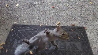 Baby Squirrel