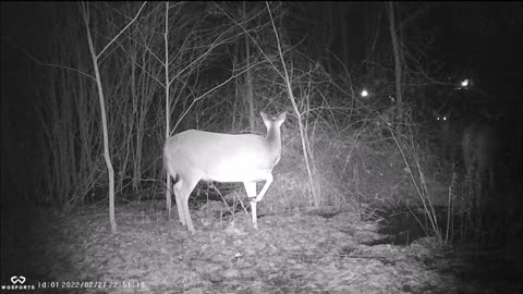 Backyard Trail Cam - Deer Hangout at Maple Tree