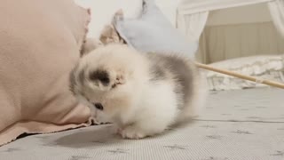 cute kitten videos short leg cat- KimsKennelUS