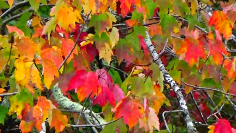 Foliage