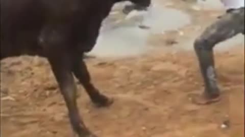 cow vrs Black African fight