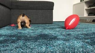 Balloon pop by puppy Chop