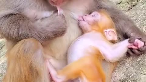 Lovely and Funny Monkey 💚 - Videos Compilation |Life Anything|