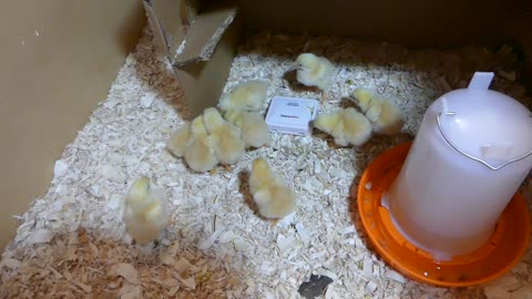 My baby chicks day 2