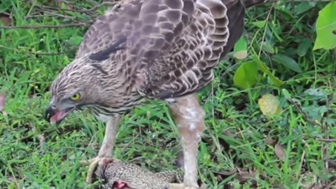 Do you Know About Eagles | Crested Hawk Eagle | Sri lanka