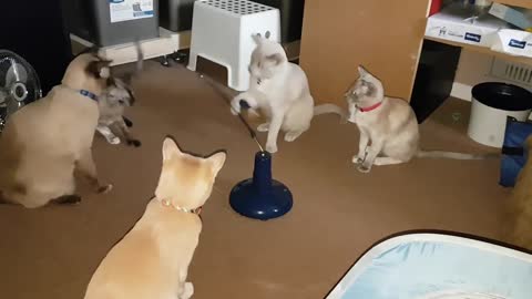 Five of six of my Tonkinese cats enjoying taking turns to play