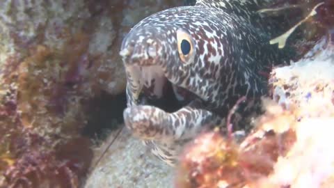 Under the sea: Ocean animal moves