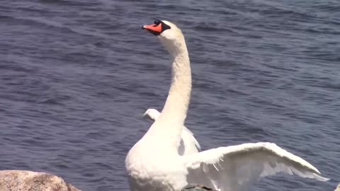 Birds Of Newfoundland-Mute Swan-Cygnus olor