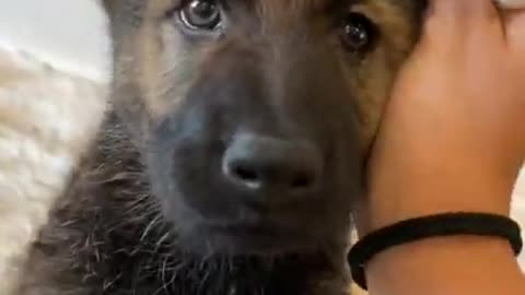 Watch My Sable German Shepherd Puppy Grow Up