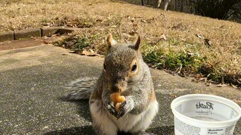 When Mika The Squirrel found her stash of food 🐿️.
