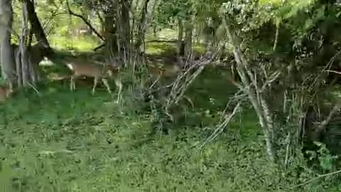 Wild deers