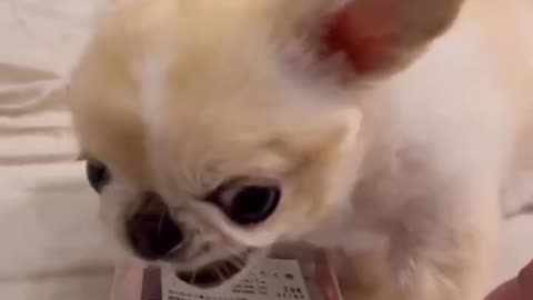 Cute dog eating food