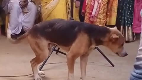 Dog dance in wedding ceremony #shorts #viral #shortsvideo #video