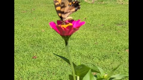 The Swallowtail Butterfly 🦋