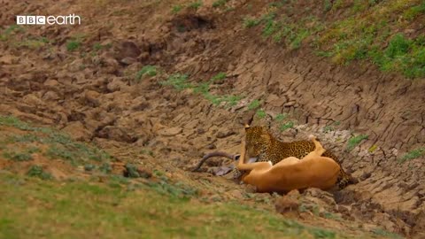 Leopard vs Impala vs Hyena _ Eden_ Untamed Planet _ BBC Earth