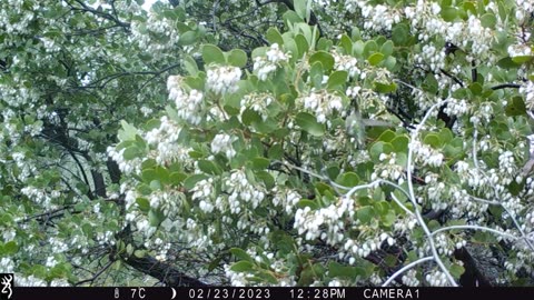 Colibris on Manzanita. Are they pregnant?