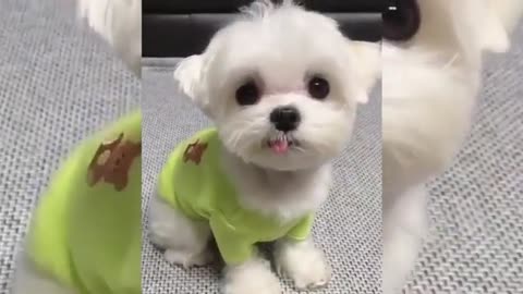 CUTE DOGS COMPILATION 2023