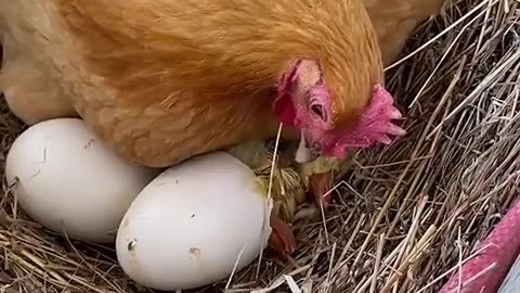 Watch how the chicken sauce comes out of the egg