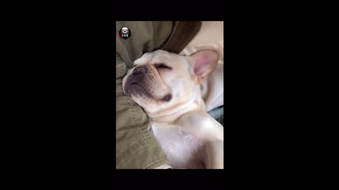 SLEEPING CUTE DOG