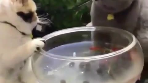 Funny animal videos|Cute animal videos |Funny dog&cat videos|Hilarious pet videos|Funny video