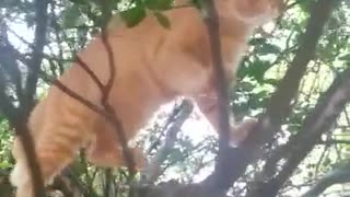 Beautiful cat try to catch bird..funny video😂😍