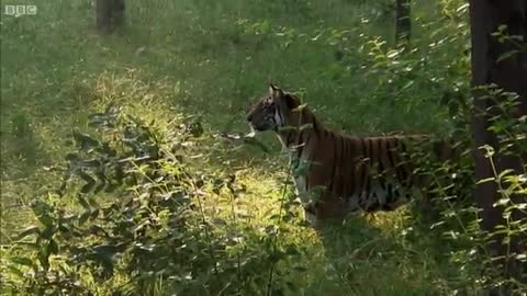 vid Attenborough - Tiger - Spy in the Jungle - BBC Earth_Cut