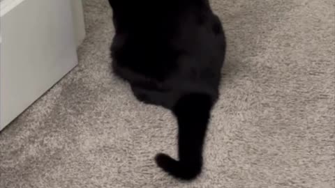 Adopting a Cat from a Shelter Vlog - Cute Precious Piper is a Great Security Guard #shorts