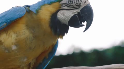 Blue and Yellow Parrot Perched on Tree Branch