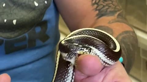 Silly Snake Tries To Eat Finger #thatmoment