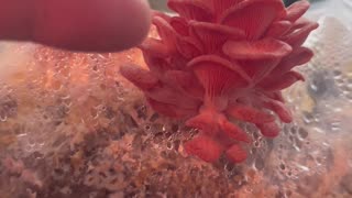 ions mane and pink oyster mushrooms 4th and last flush