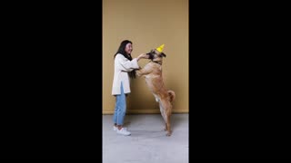 The Dog is as tall as the Lady _ Huge Dog Dancing _ Viral Animals _ DogStyle