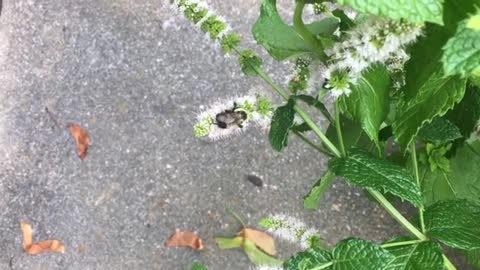 Carpenter Bee Pollinates a Peppermint Plant