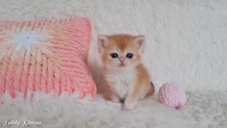 Mickey tried on a big-eared hat and MET his younger brother Simba 😆🥰 (1)