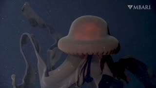 An extraordinary deep-sea sighting- The giant phantom jelly