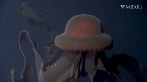 An extraordinary deep-sea sighting- The giant phantom jelly