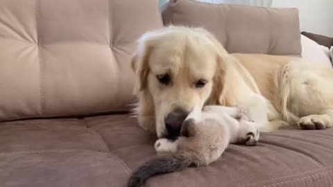 Golden Retriever and Kitten Play as Best Friends!