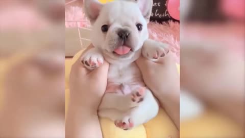 Cute Little Puppy Singing - Singing Puppy Funny Video - Funny Animals