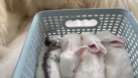 Golden Retriever Meets New Baby Bunnies! [Best Reaction Ever]