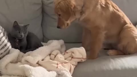Cat funny videos, playing cats and dogs cat fitting