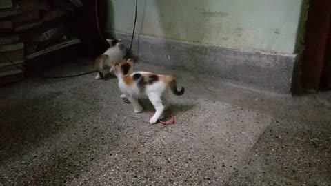 Kitten at play