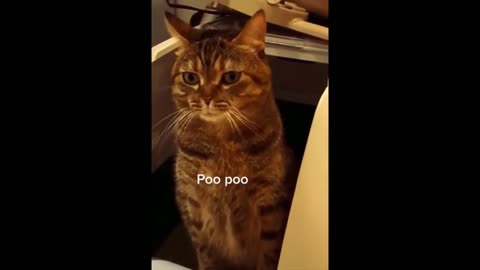 Compilation of amusing cats and dogs