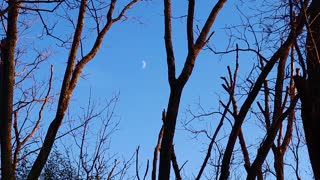 Starling Birds Migrating Against the Moon - Nature Clip