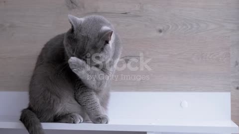 Gray British Home Cat Sit and Thoroughly, Quickly Washes Muzzle with Paws.