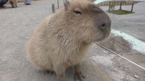 カピバラに餌やり体験 (ソレイユの丘・ふれあい動物村) 2018年2月25日