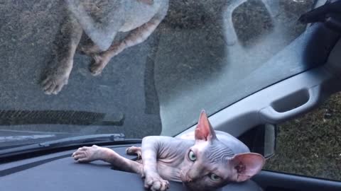 Sphynx kitten fascinated by windshield wipers