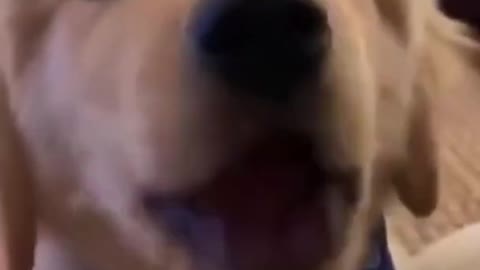 Golden retriever puppy/cute dog/funny dog #viral #tiktok #shorts